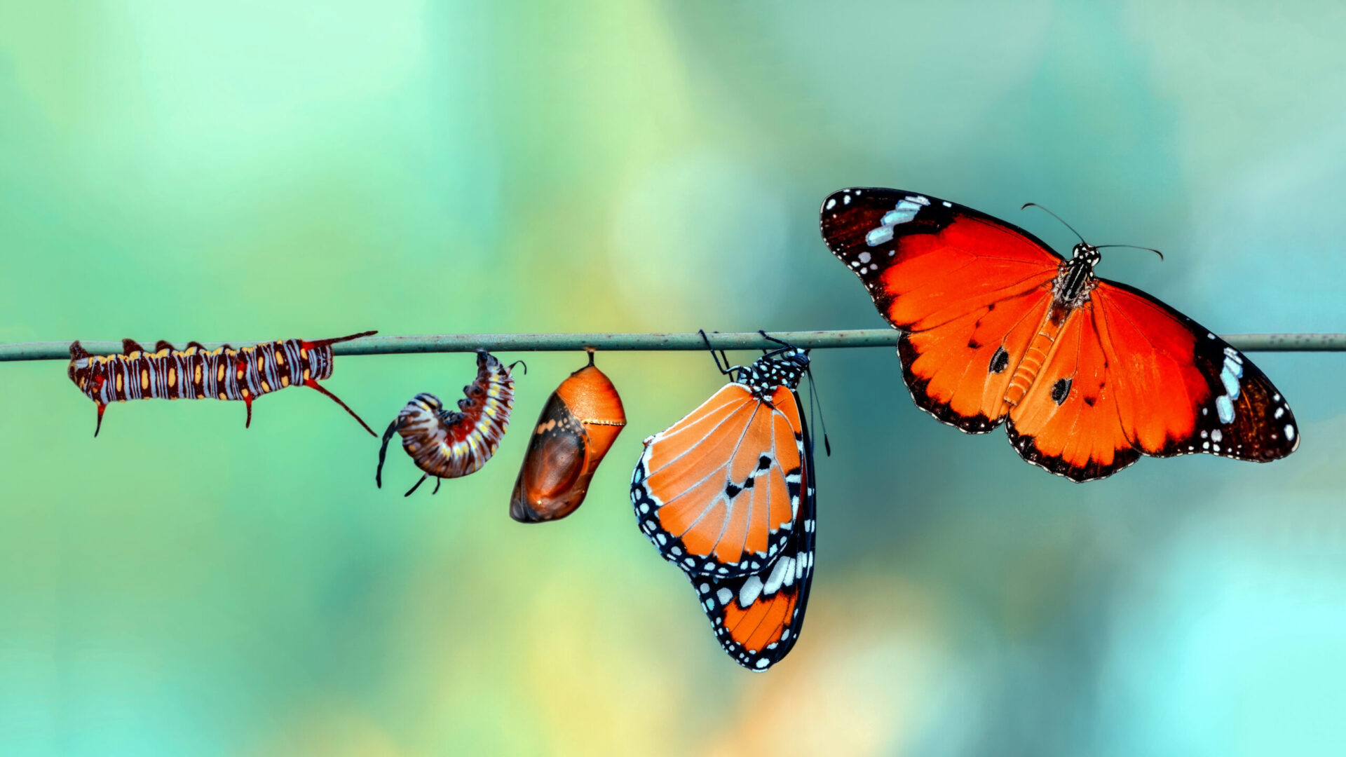 lifecycle marketing - catterpiller to butterfly