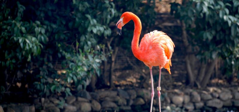A single flamingo standing alone, representing the idea of not copying email campaigns and choosing a unique, strategy-led approach