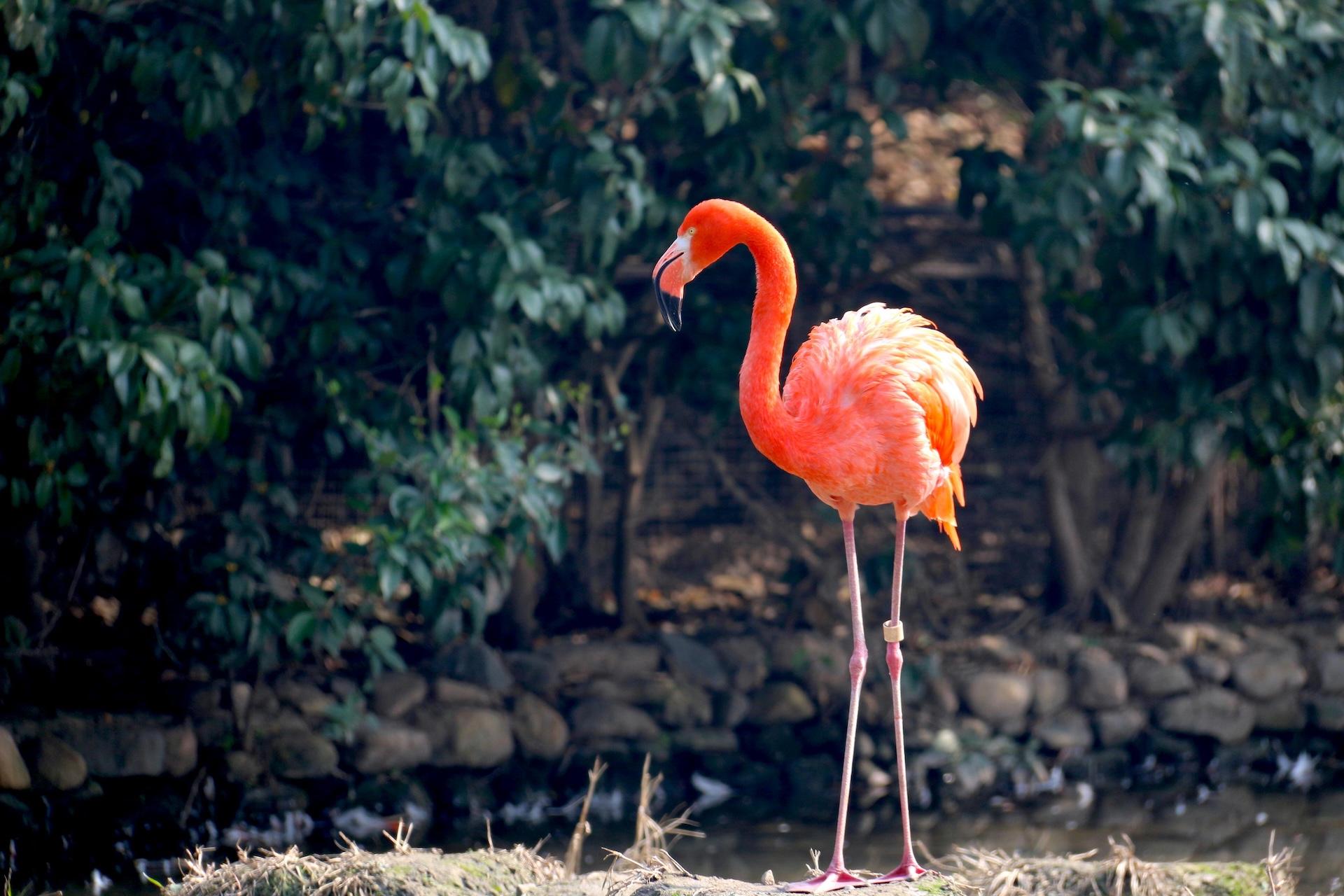 A single flamingo standing alone, representing the idea of not copying email campaigns and choosing a unique, strategy-led approach
